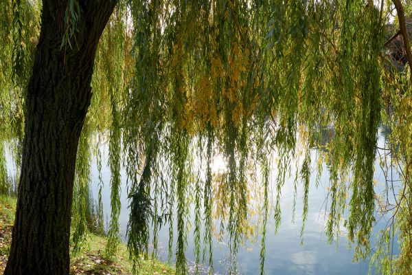 Willow Tree Removal in Metairie