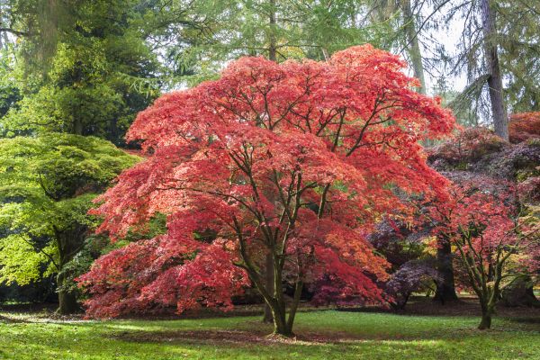 Maple Tree Removal in Metairie
