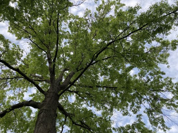 Oak Tree Removal in Metairie