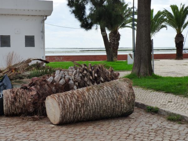 Palm Trees Removal in Metairie