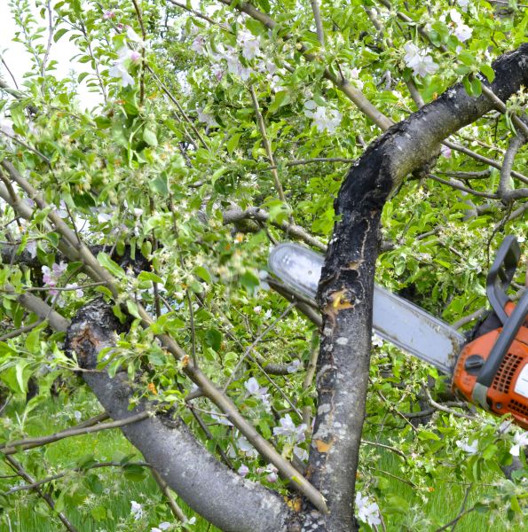 Apple Tree Removal in Metairie