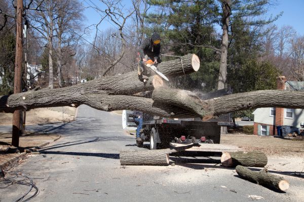 Residential Tree Removal in Metairie