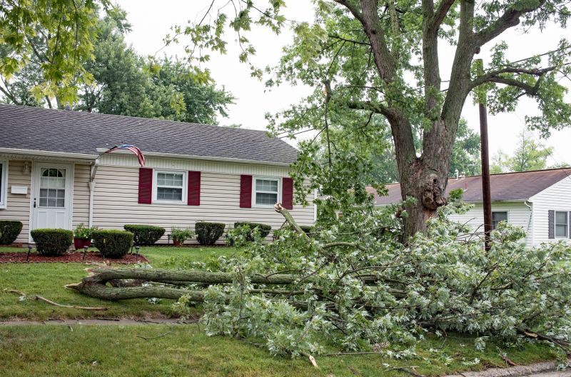 Fallen Tree on a Residential Lawn