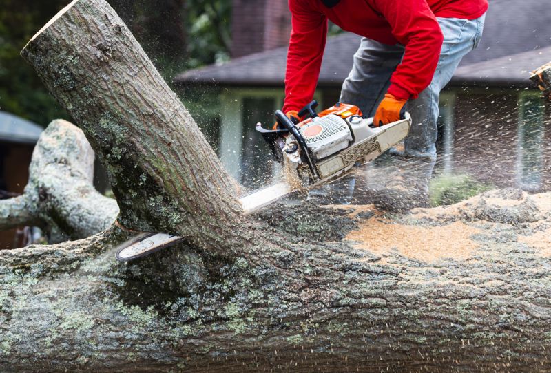 Tree Removal Equipment in Action