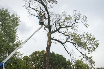 Fallen Tree Removal in Progress
