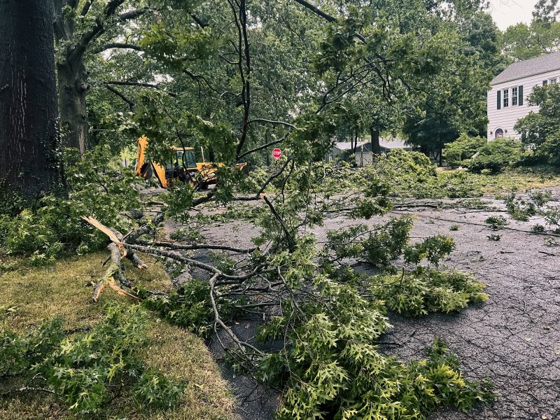 Storm Damage Tree Situation