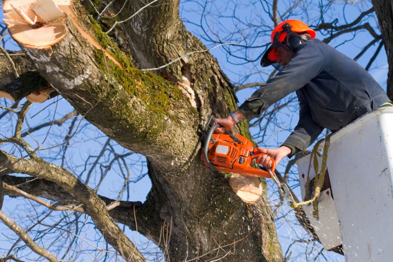 Tree Felling and Removal